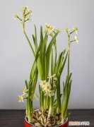水仙花怎么养要多长时间才能开花 水仙花开花时间