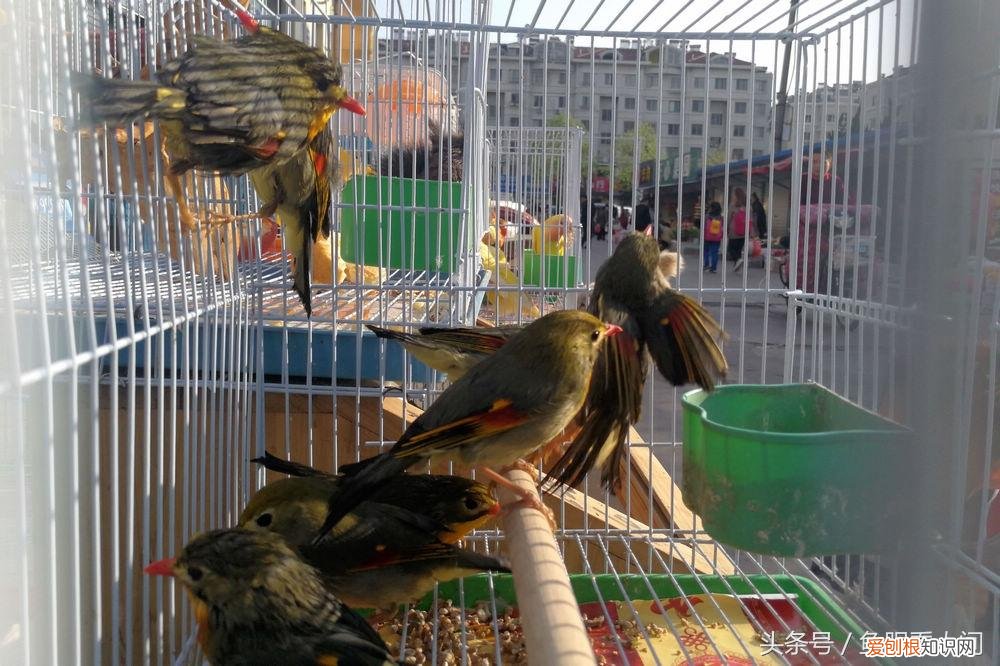 相思鸟价格相思鸟多少钱一只 相思鸟为什么叫相思鸟