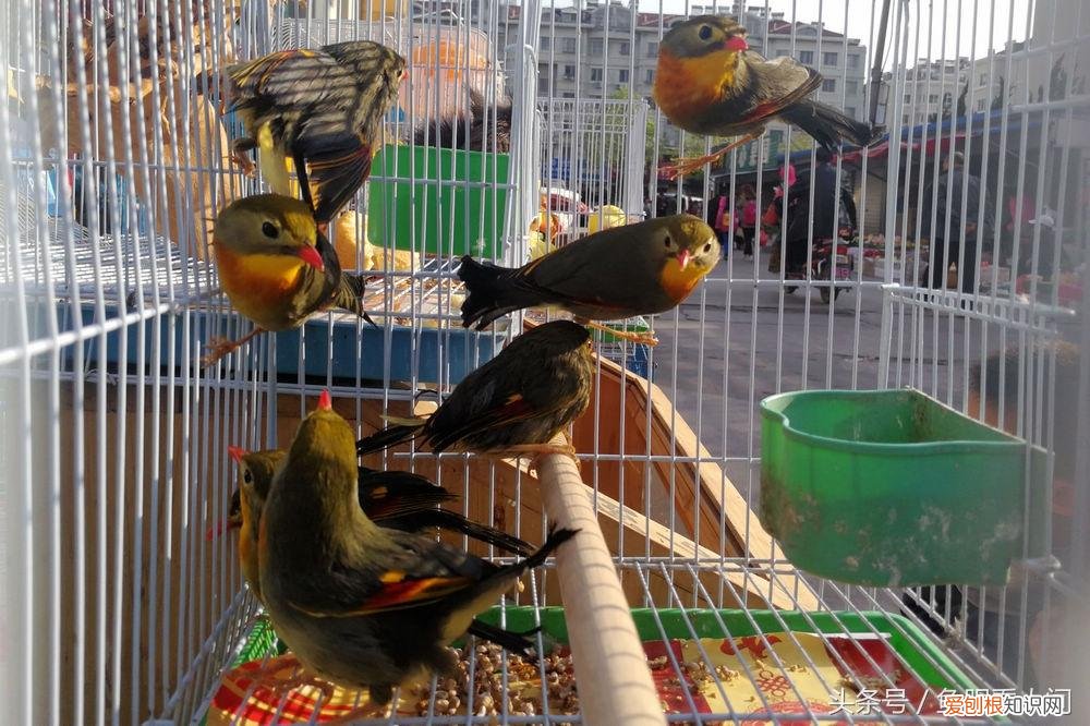 相思鸟价格相思鸟多少钱一只 相思鸟为什么叫相思鸟