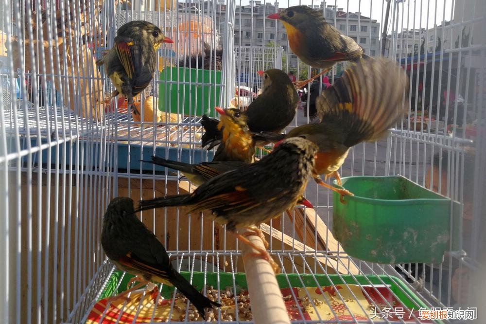 相思鸟价格相思鸟多少钱一只 相思鸟为什么叫相思鸟