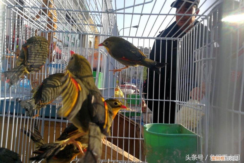 相思鸟价格相思鸟多少钱一只 相思鸟为什么叫相思鸟