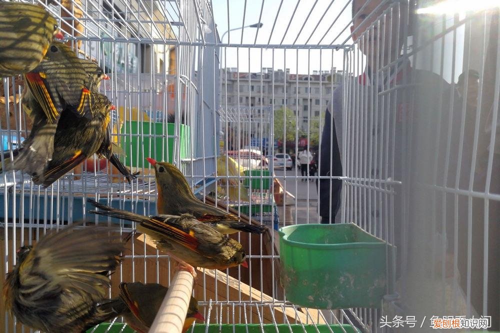 相思鸟价格相思鸟多少钱一只 相思鸟为什么叫相思鸟