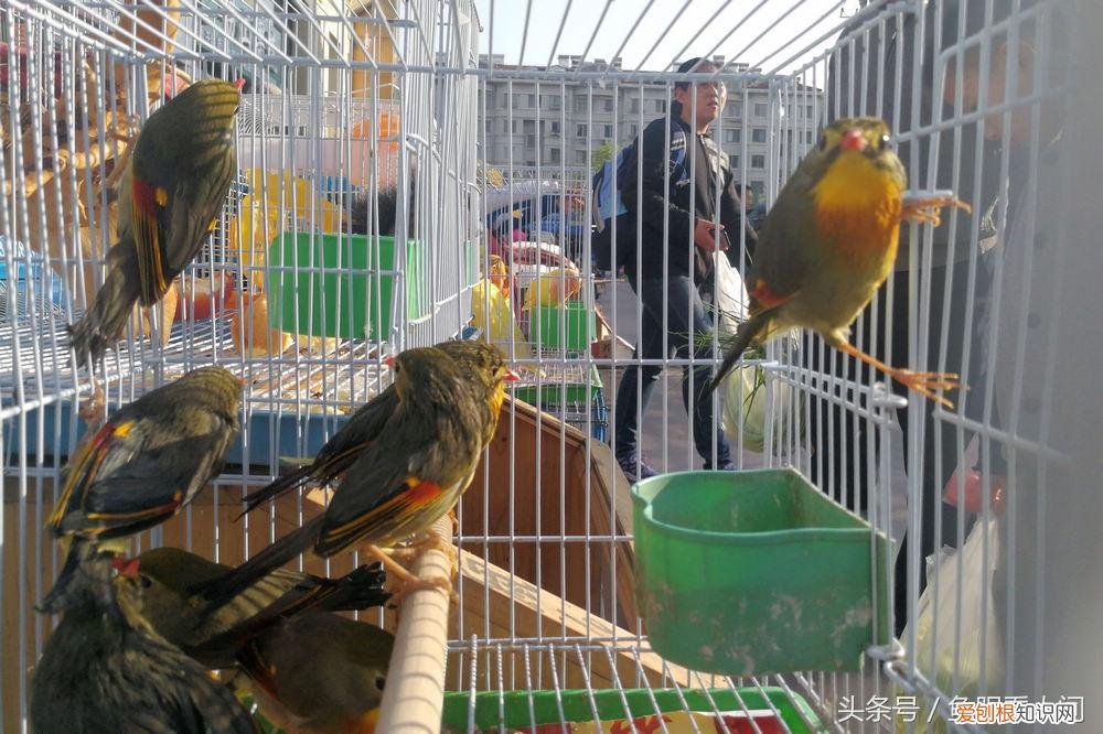 相思鸟价格相思鸟多少钱一只 相思鸟为什么叫相思鸟