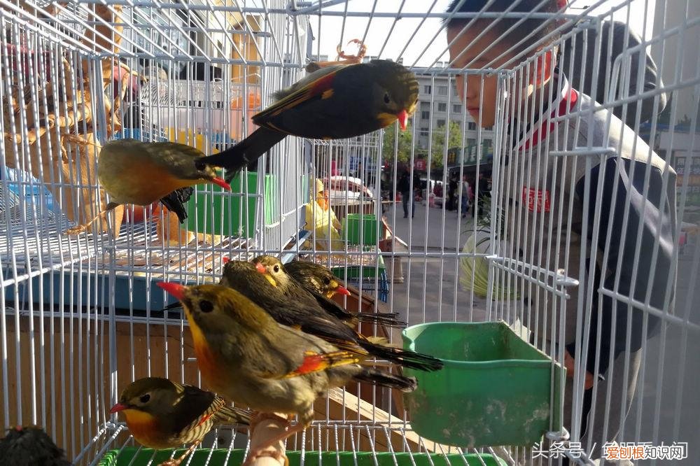 相思鸟价格相思鸟多少钱一只 相思鸟为什么叫相思鸟