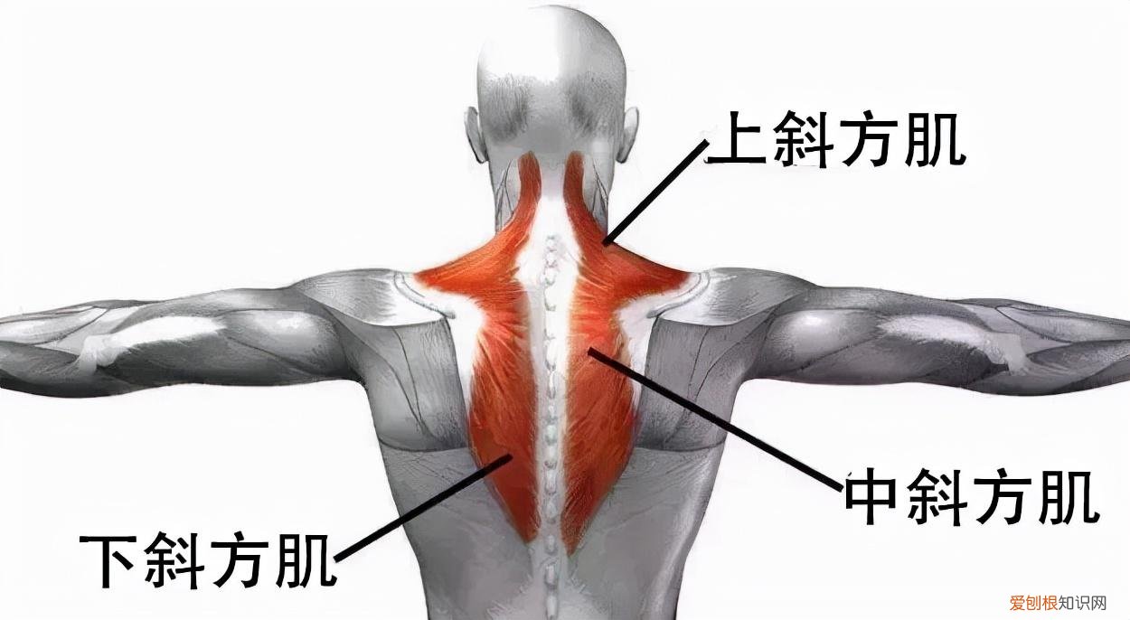 消除斜方肌最快的方法张子枫 消除斜方肌最快的方法