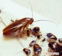 家里放什么可以驱蟑螂 家里放哪些物品可以驱蟑螂