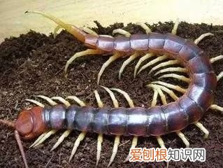 下雨有虫飞进来怎么处理