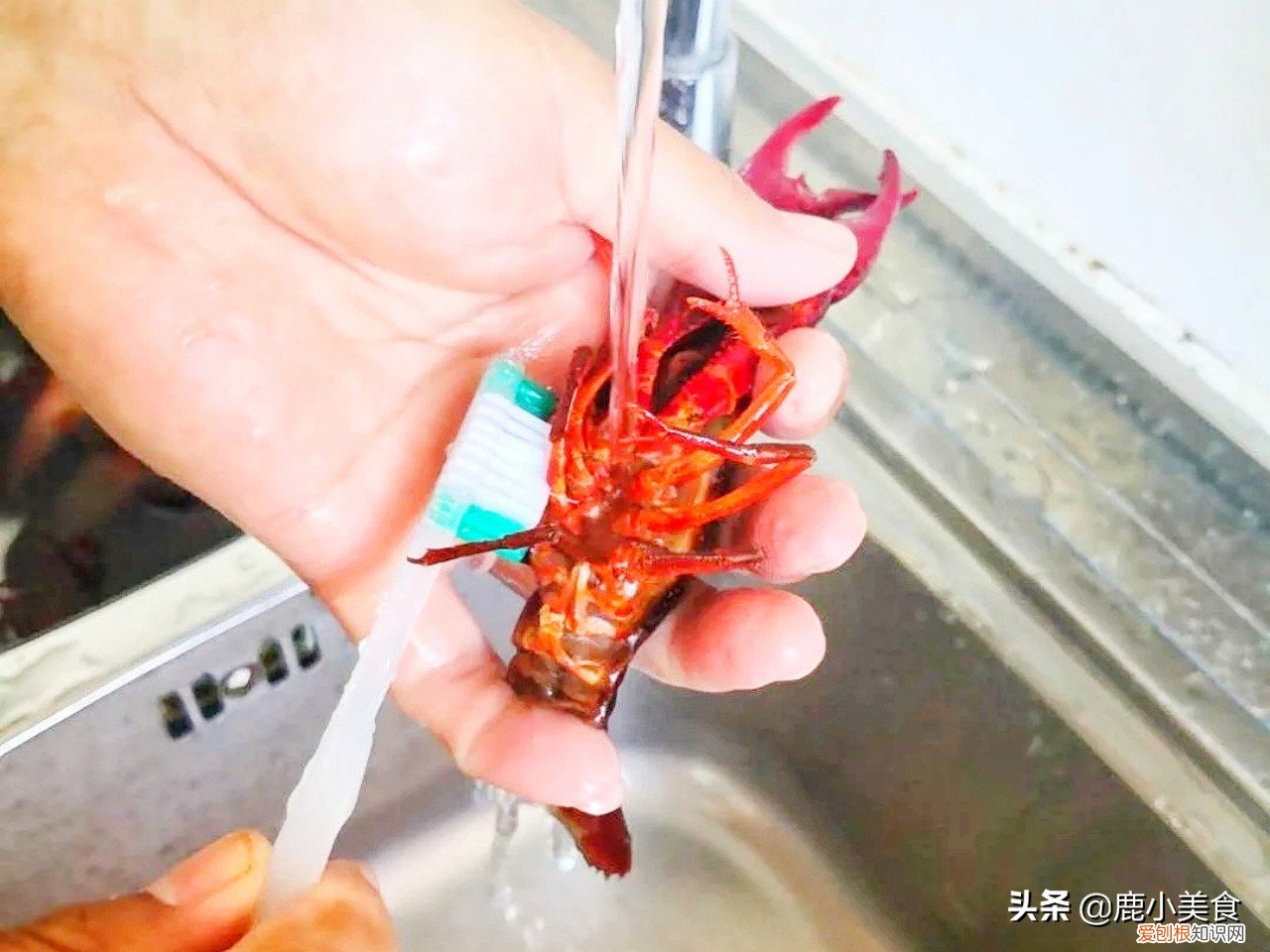 如何清洗和处理小龙虾?附：小龙虾清洗方法图!