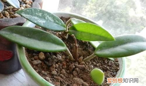 黄花球兰养殖方法 黄花球兰养殖方法介绍