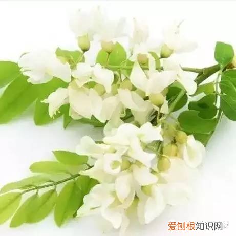 槐花的功效和作用(止血降压防中风，知道的人不多!