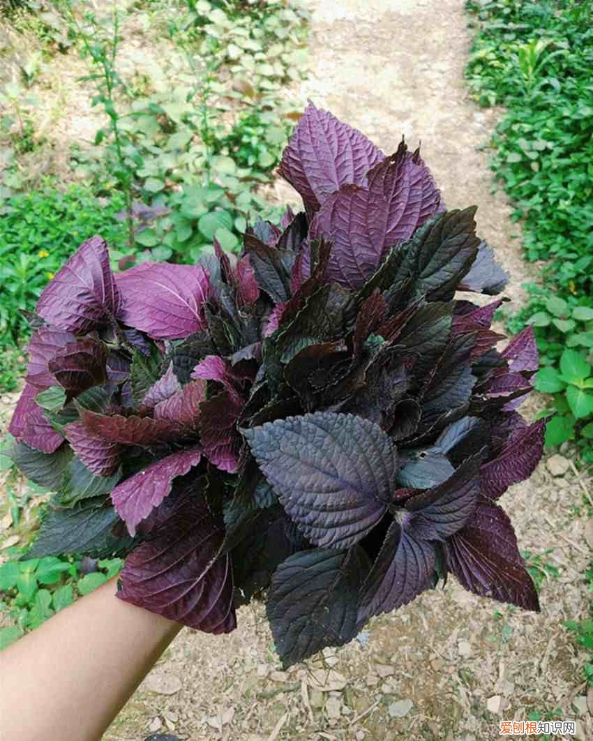 螃蟹不能跟这种食物一起吃 螃蟹不能和什么一起吃