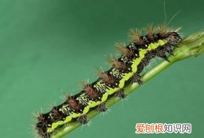 橡皮泥手工毛毛虫的做法，怎么用彩泥做小动物视频