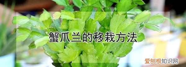 蟹爪兰花的移栽方法 蟹爪兰花的移栽方法是什么