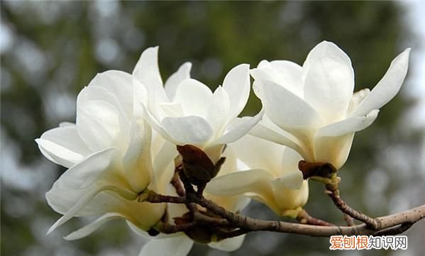 沈阳玉兰花养殖方法，玉兰花养殖方法 玉兰花如何养殖