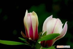 木兰的养殖方法和注意事项 木兰的养殖方法和注意事项介绍