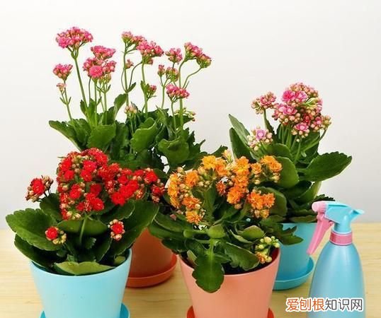 懒人养花技巧，12种懒人花一年四季都能开