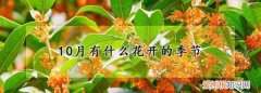 2月有什么花开的季节，千日红是哪个季节的花