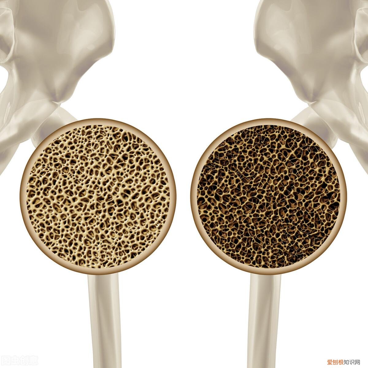 经常喝牛奶与从不喝牛奶的老年人，体质上的差别有多大？听医生说