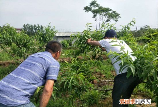 桃树夏剪的时间与方法，y字型三年生桃树夏剪方法