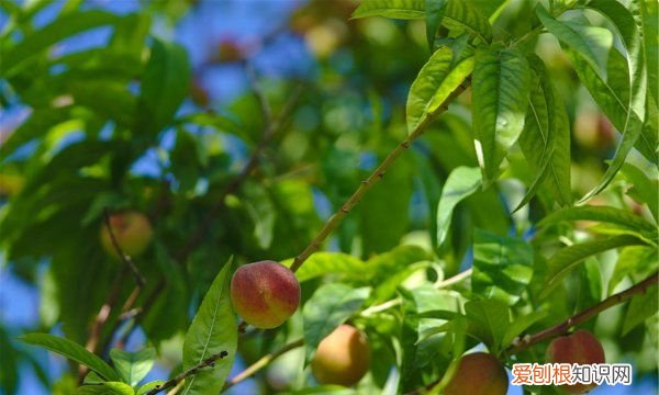 桃树夏剪的时间与方法，y字型三年生桃树夏剪方法