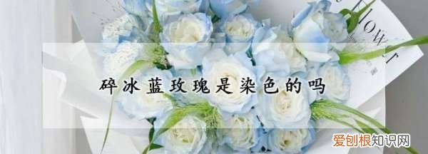 冰蓝玫瑰是染色的 冰蓝玫瑰是不是染的
