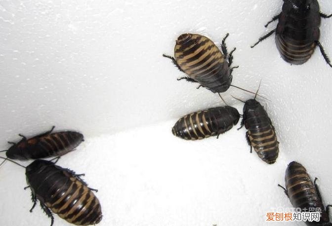 灭蟑螂的妙招有哪些 除蟑螂最有效最好的方法