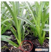 蕙兰施肥时间和方法，大花蕙兰施肥方法 怎样给大花蕙兰施肥