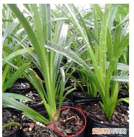 蕙兰施肥时间和方法，大花蕙兰施肥方法 怎样给大花蕙兰施肥