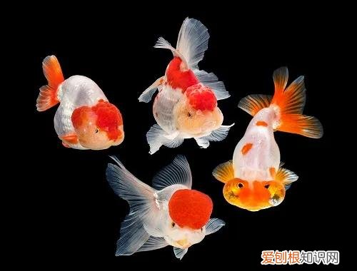 一只龙猫多少钱?龙猫好吃吗?有味道吗?