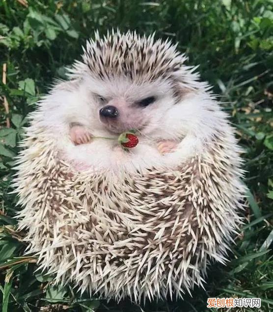 一只龙猫多少钱?龙猫好吃吗?有味道吗?