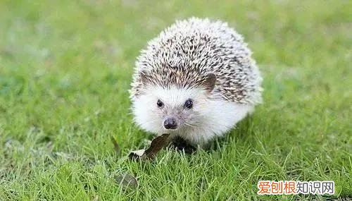 一只龙猫多少钱?龙猫好吃吗?有味道吗?