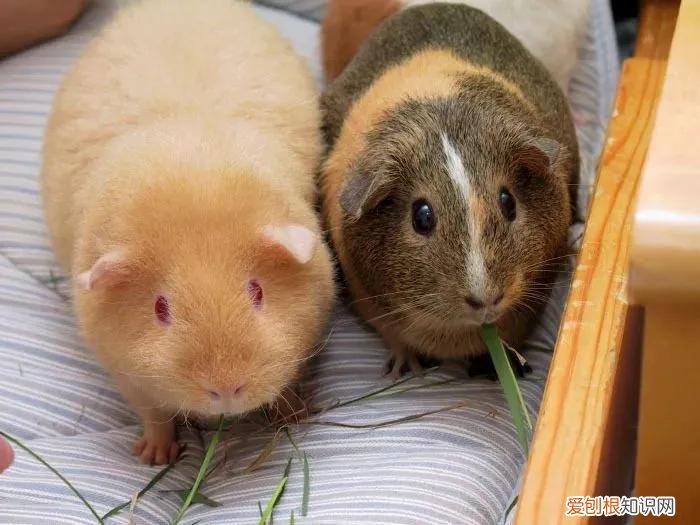 一只龙猫多少钱?龙猫好吃吗?有味道吗?