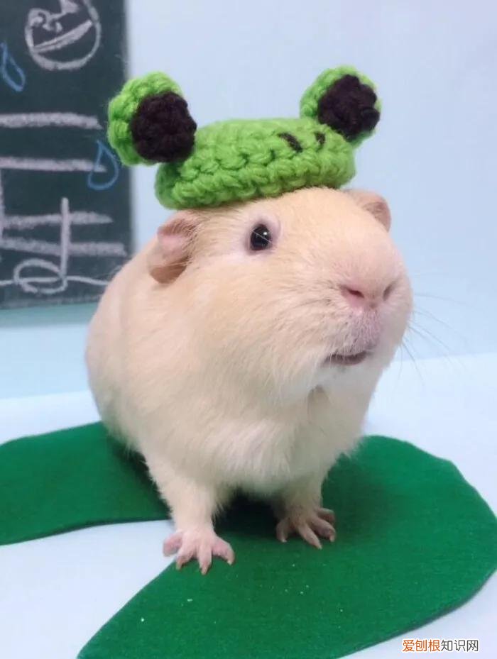 一只龙猫多少钱?龙猫好吃吗?有味道吗?