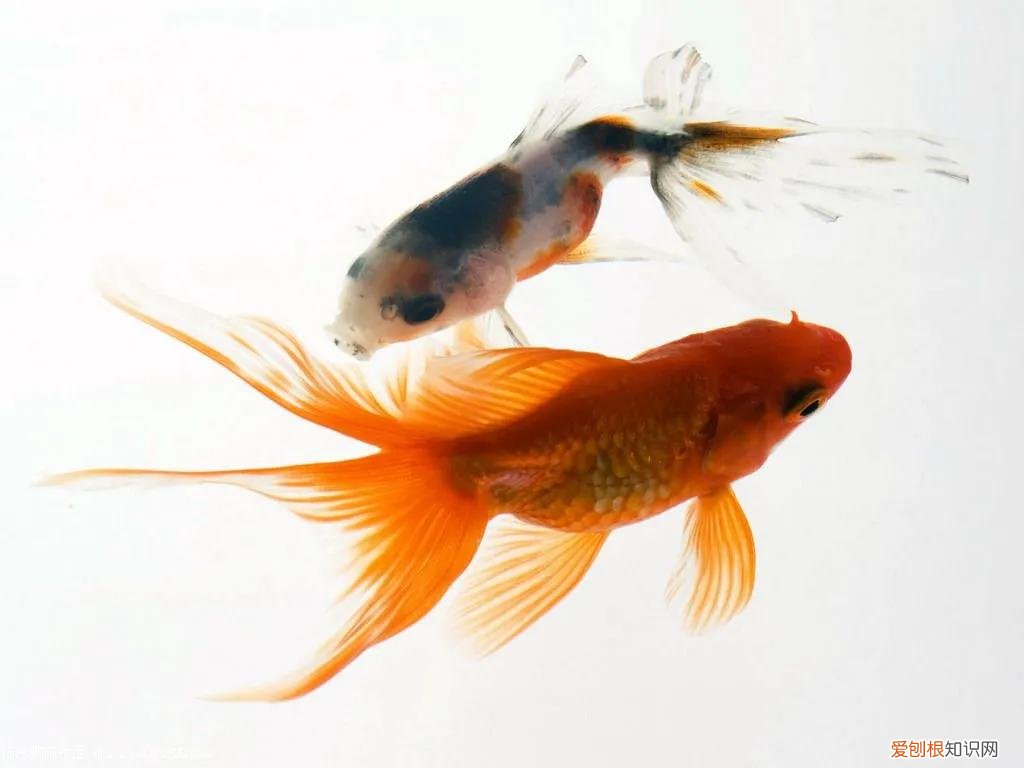 一只龙猫多少钱?龙猫好吃吗?有味道吗?