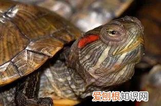 一只龙猫多少钱?龙猫好吃吗?有味道吗?