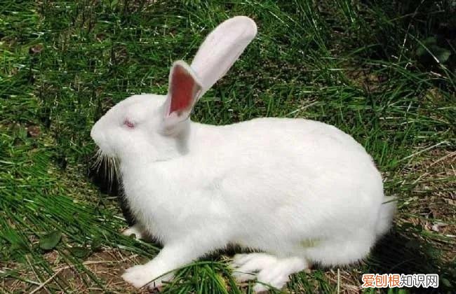 一只龙猫多少钱?龙猫好吃吗?有味道吗?