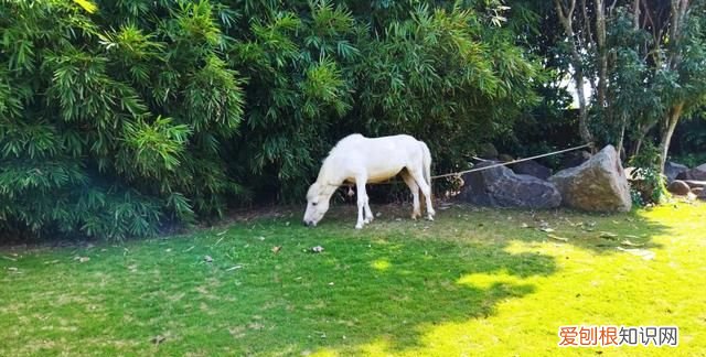 redmi note 9 4g 怎么样