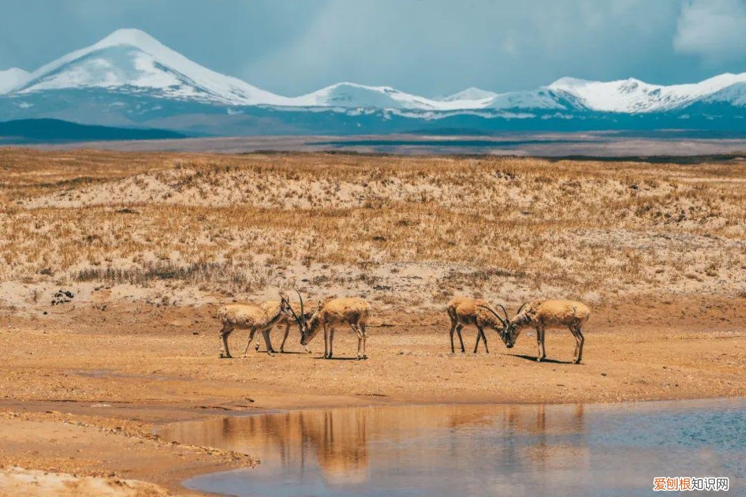 无人区真的那么乱吗 中国最可怕的无人区