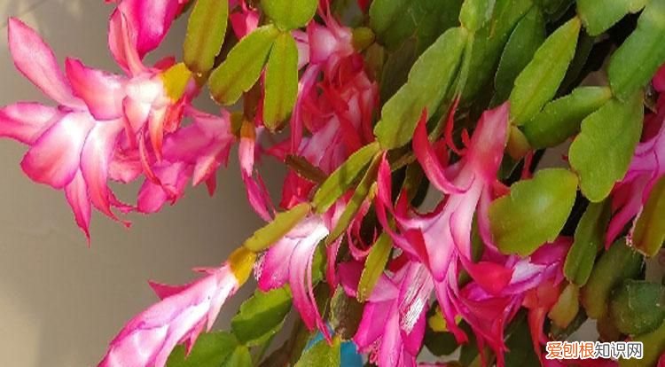 解爪兰开花了多长时间浇一次水 解爪兰开花了浇水注意事项