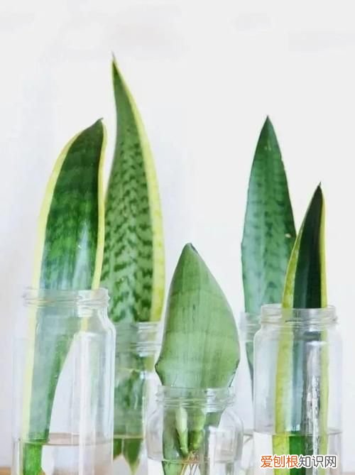 水培虎尾兰的养殖方法和注意事项 水培虎尾兰的养殖方法和注意事项介绍