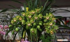 大花蕙兰的分株繁殖方法 大花蕙兰如何分株繁殖