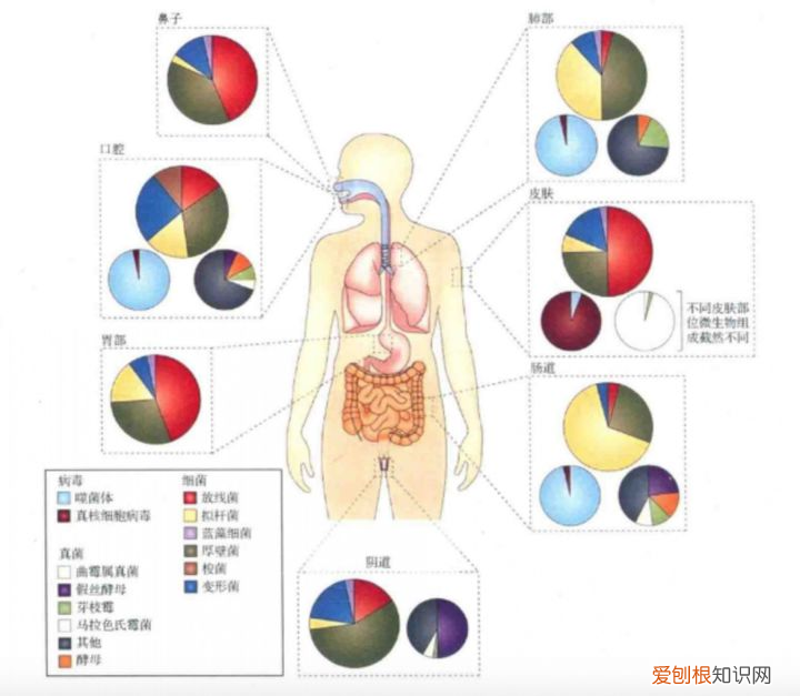 益生菌除了与肠道有关系，还与身体哪些部位有关系？