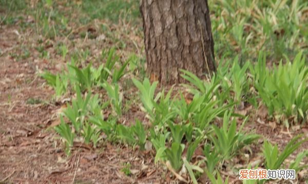 盆栽鸢尾花需要换盆 盆栽鸢尾花要不要换盆