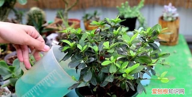 杜鹃花换盆以后需要浇水 杜鹃花换盆以后要不要浇水