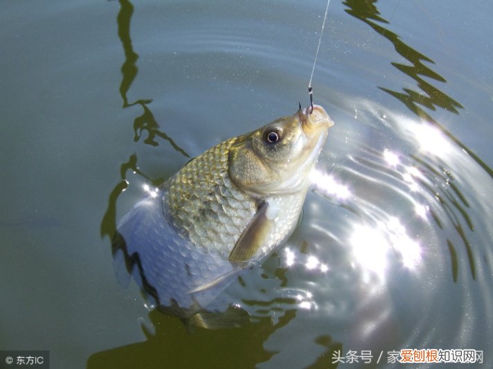 女性长期喝鲫鱼汤好吗 喝鱼汤的功效与作用