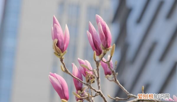 紫玉兰有什么种植方法，紫玉兰种植方法 紫玉兰种植方法是什么