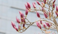 紫玉兰有什么种植方法，紫玉兰种植方法 紫玉兰种植方法是什么