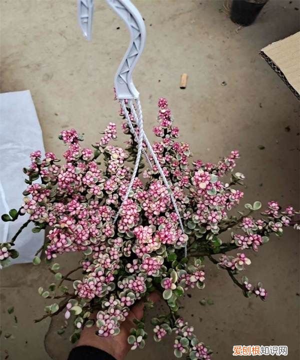 雅乐之舞掉叶子怎么办 雅乐之舞掉叶子如何处理