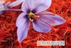 藏红花的花期多长时间，藏红花有什么禁忌 藏红花有哪些禁忌