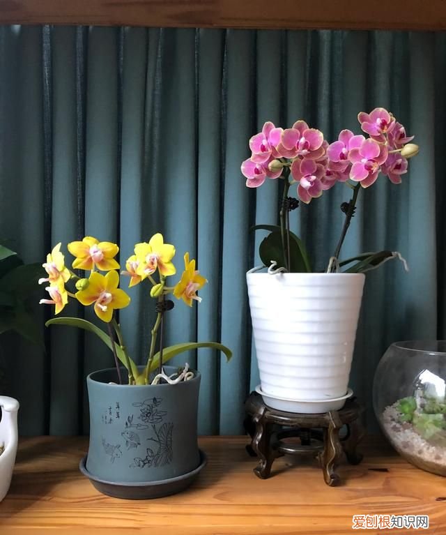 小苍兰修剪方法 小苍兰修剪方法介绍